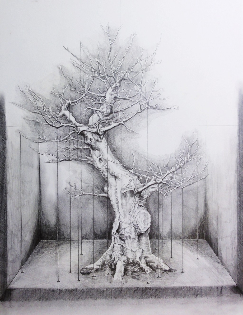  Bonsai: The Measured Tree.